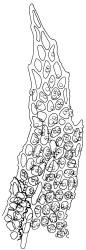 Leptodontium interruptum, leaf apex. Drawn from T.F. Cheeseman s.n., Oct. 1882, AK 10906.
 Image: R.D. Seppelt © R.D.Seppelt All rights reserved